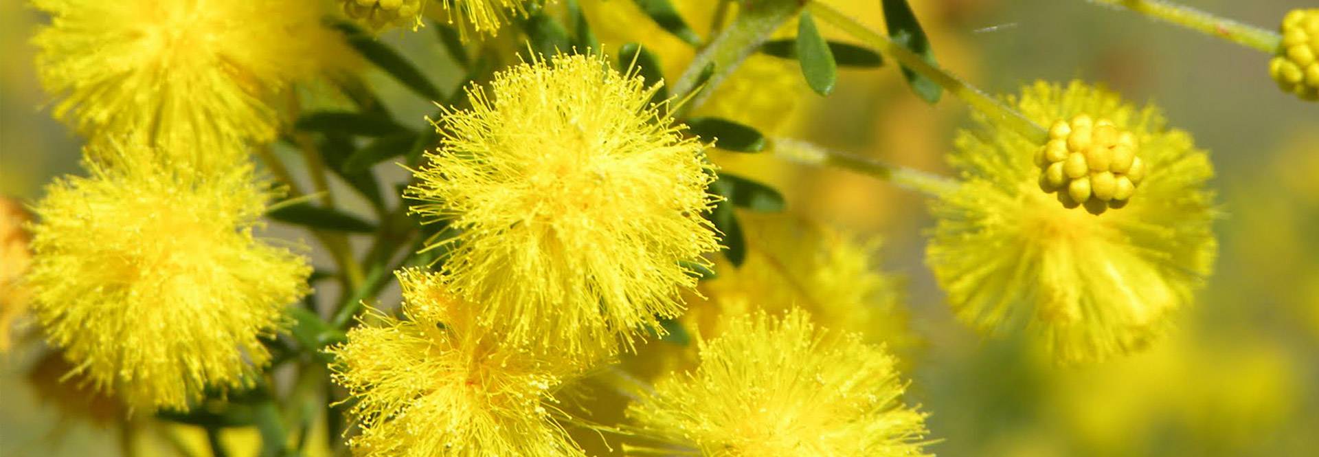 A beleza da Golden Wattle