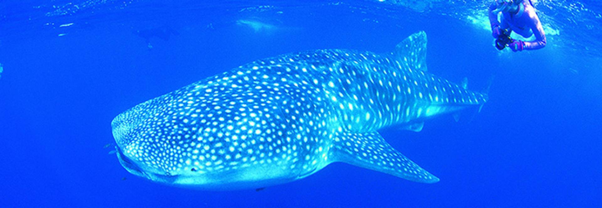 Costa de Ningaloo: uma beleza na Austrália