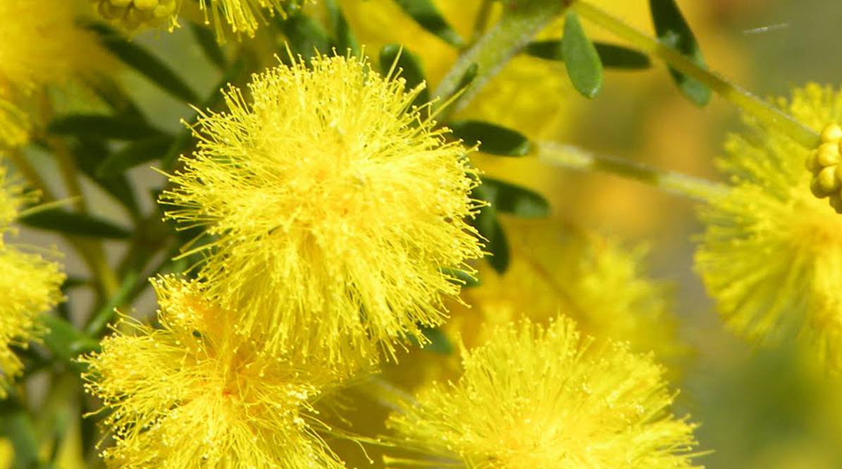 A beleza da Golden Wattle