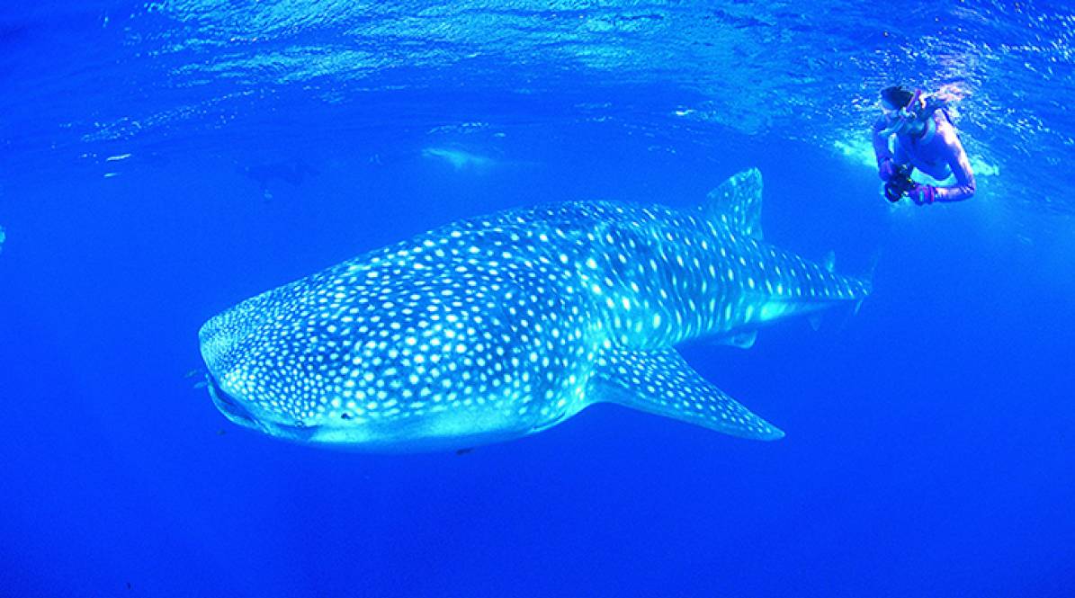 Costa de Ningaloo: uma beleza na Austrália