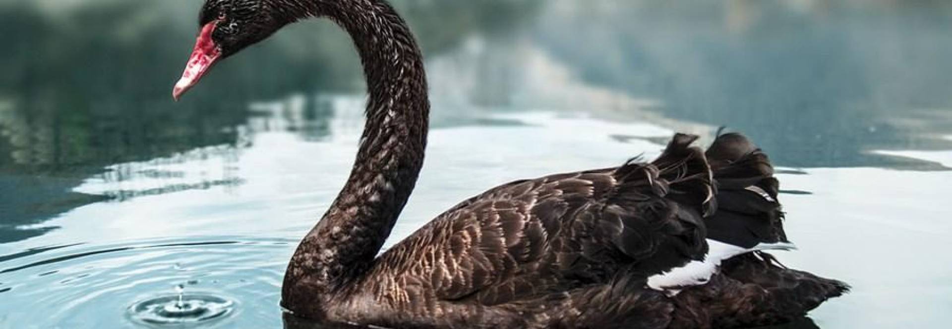 O cisne negro existe