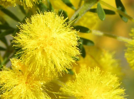 A beleza da Golden Wattle