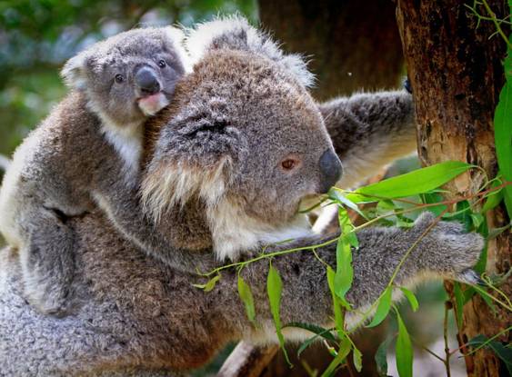 Cinco curiosidades sobre os coalas