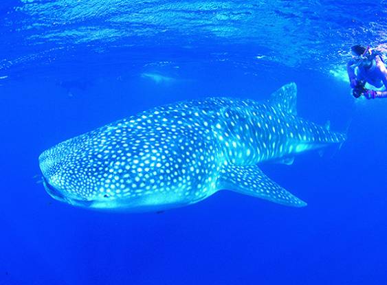 Costa de Ningaloo: uma beleza na Austrália