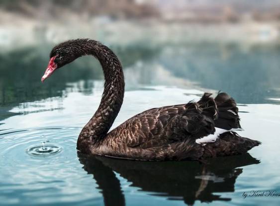 O cisne negro existe